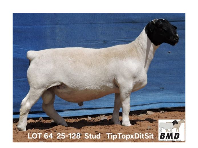 25-128 | BROER MARITZ DORPERS