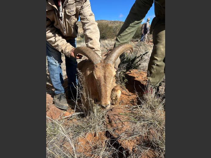 Bergskaap (Barbary Sheep) | Cillfaris (P Cilliers)