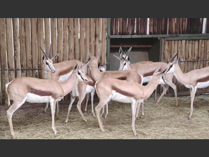 Springbok Kalahari | Helicon 