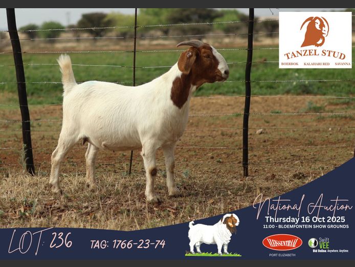 1766-23-74 | Theunis Nel (Tanzel)