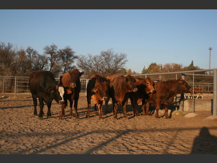 Commercial Animals