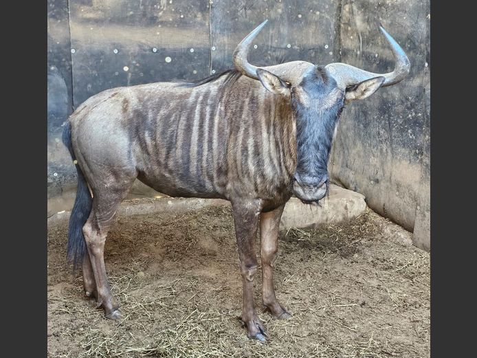 BLUE WILDEBEEST | DAGBREEK