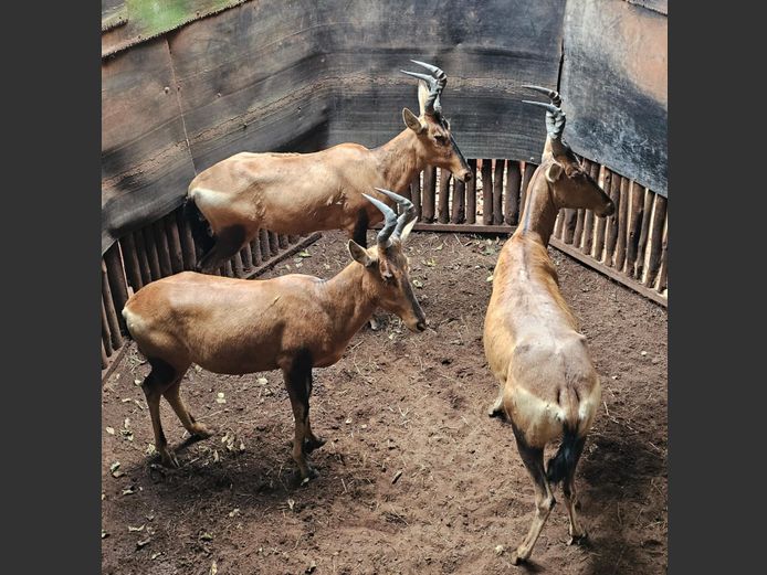 RED HARTEBEES | HELICON