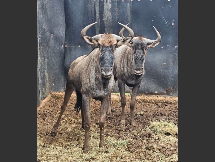 BLUE WILDEBEEST | DIAMOND MINE