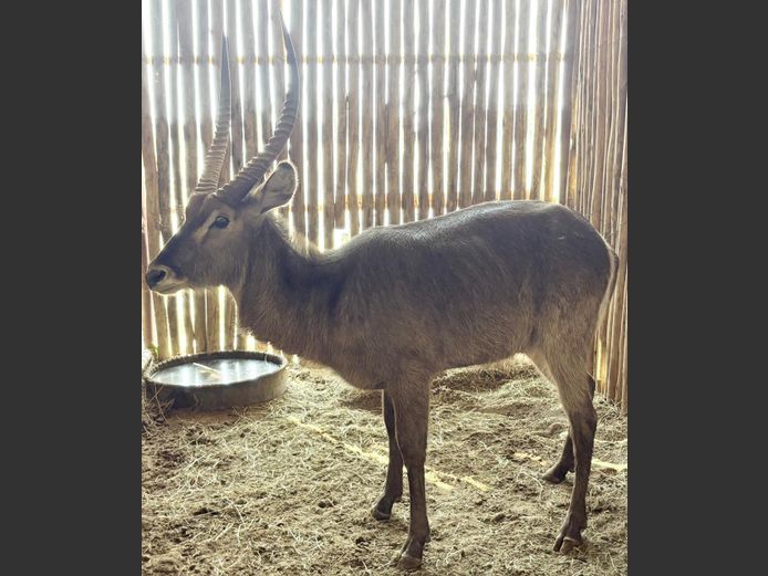 Waterbok Bul