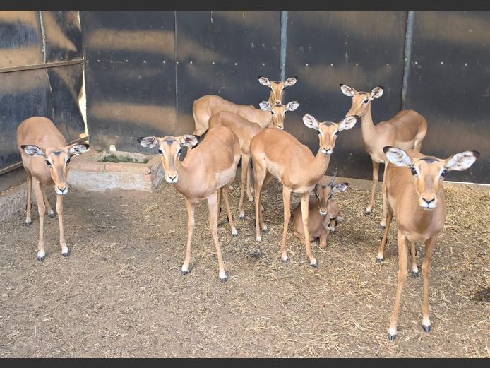 ROOIBOK | IMPISI SAFARIS
