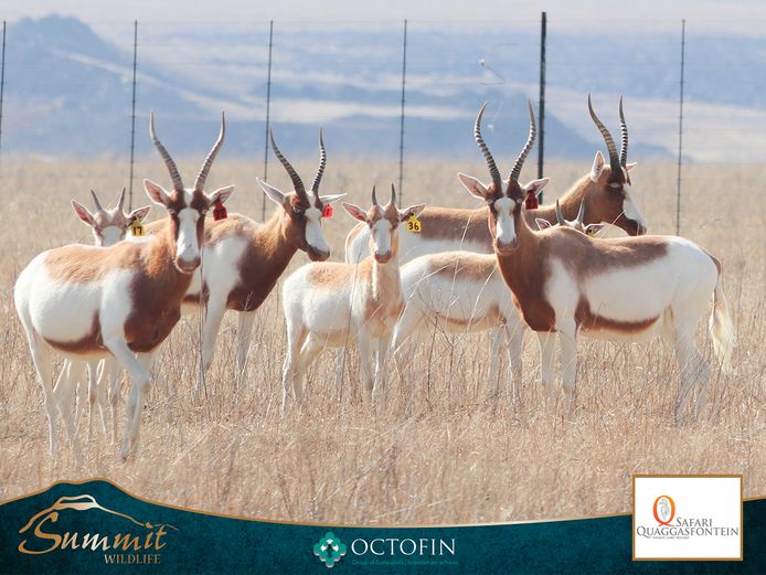 SADDLEBACK BLESBOK EWES ILT 18 4/8" RAM