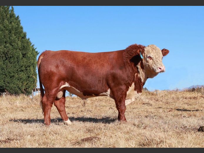 2205 | PIERREMONT HEREFORDS