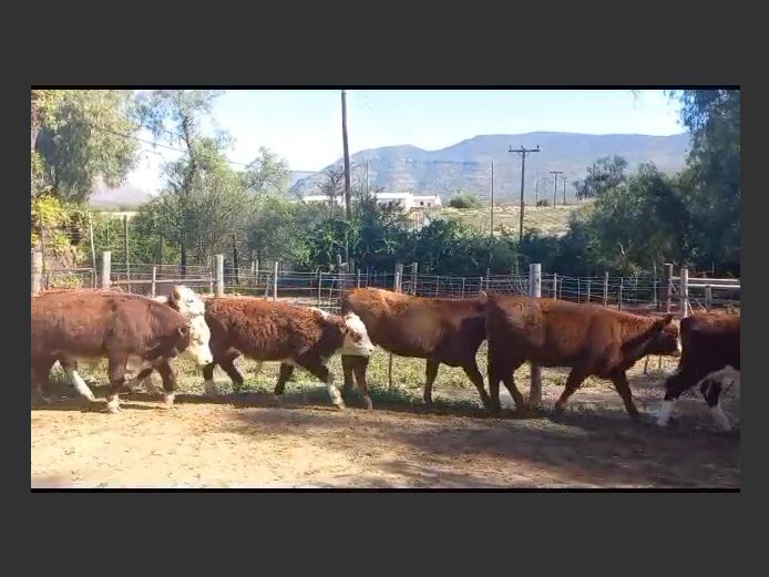 Weaners | Johan De Klerk