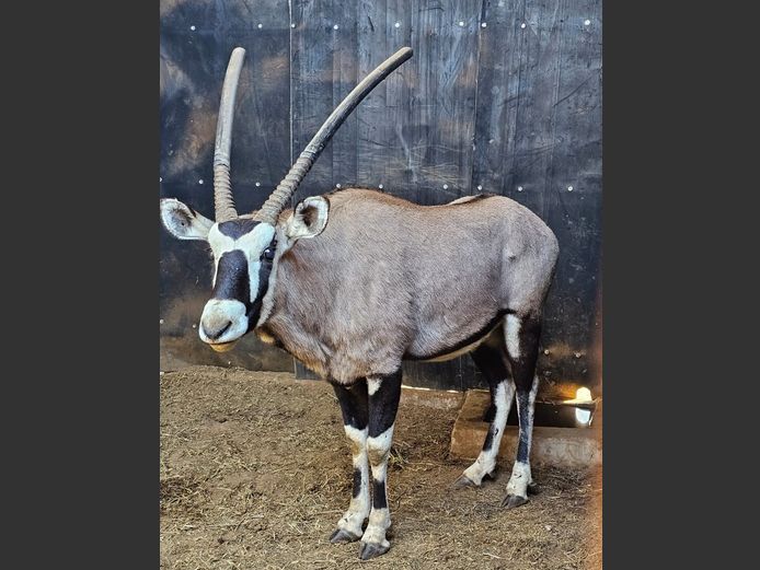 GEMSBUCK 42” | PDJ CILLIERS