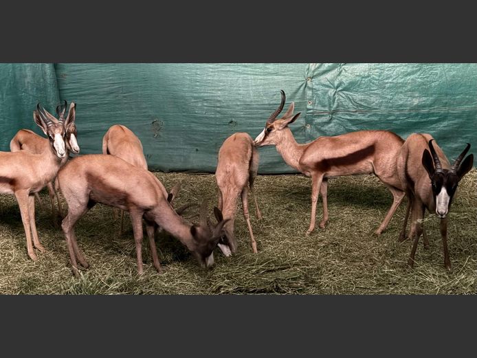 Koper Springbok Ramme