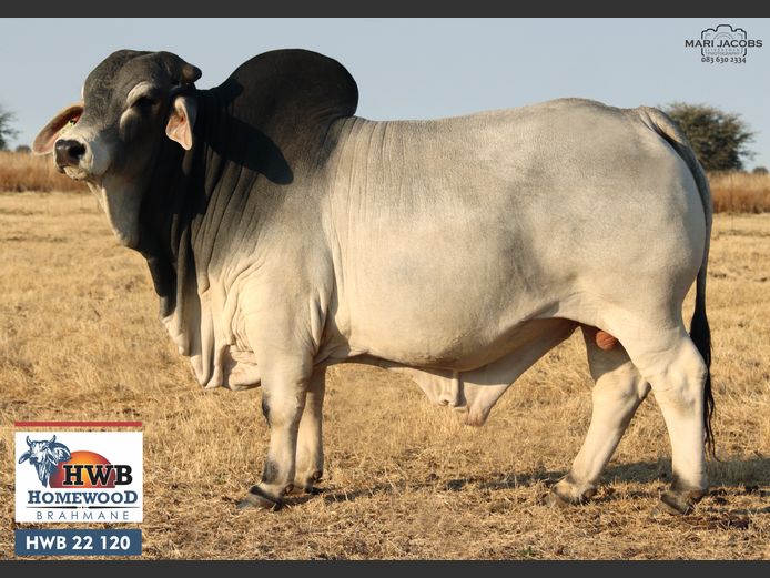 HWB22120 | HOMEWOOD BOERDERY PTY LTD