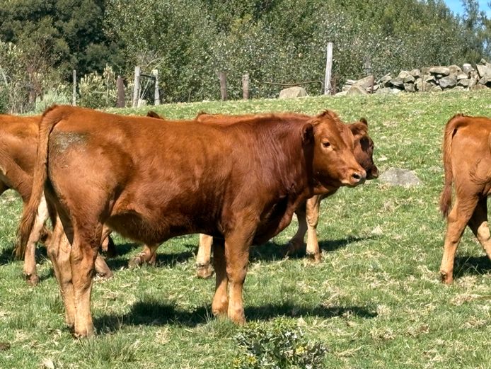 Tollies | M.E. Wardle