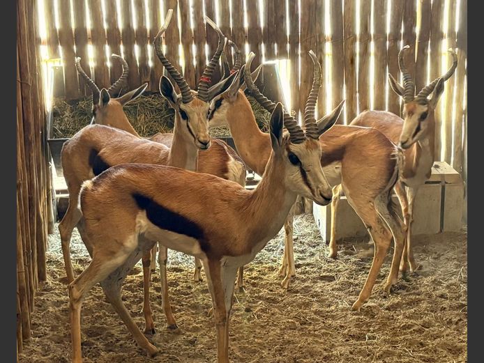 Kalahari Springbok Ramme