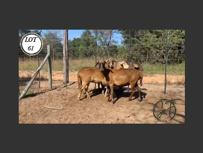 Ewes | SF Agri Meatmasters