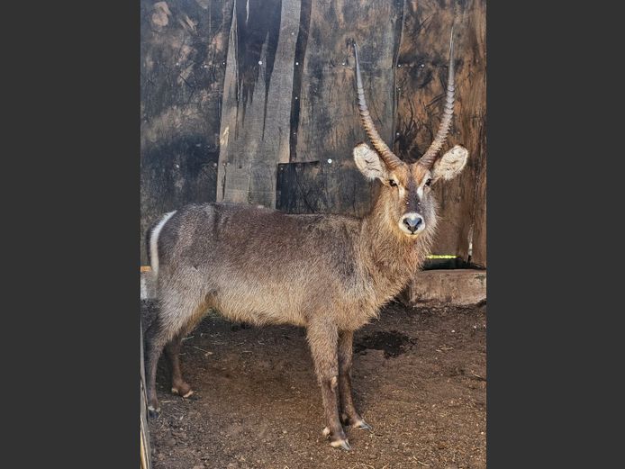WATERBUCK | JPX SAFARIS