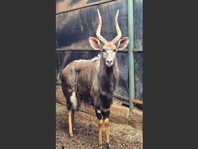 NYALA | KRUIS RIVIER