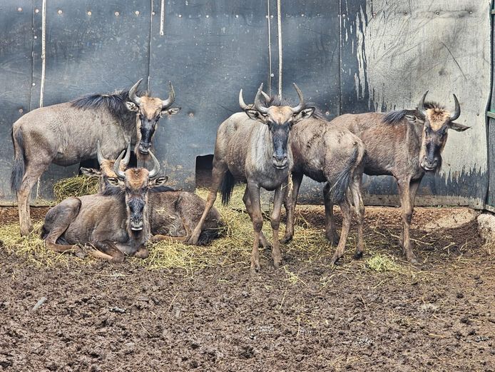 BLUE WILDEBEEST | NYLSVLEI