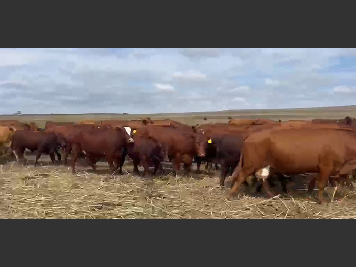 Weaners 