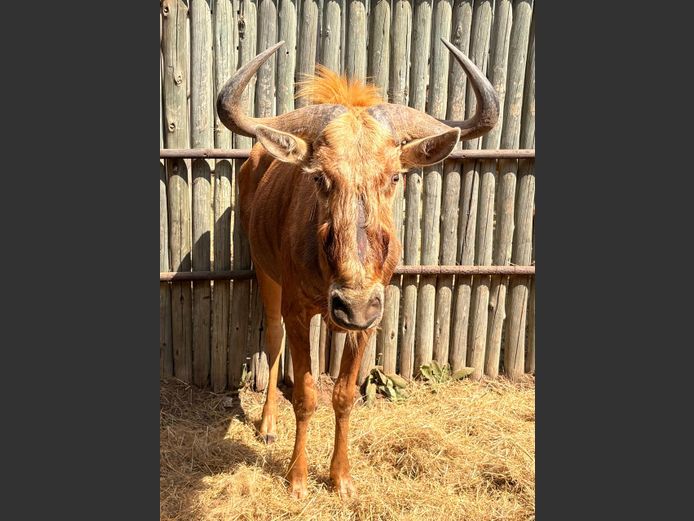 Goue Wildebees Bul