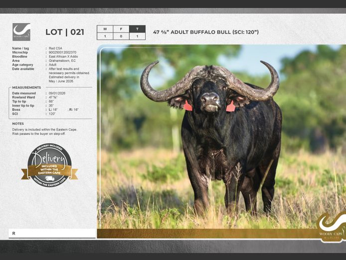 Buffalo | Woody Cape Wildlife (Pty) Ltd