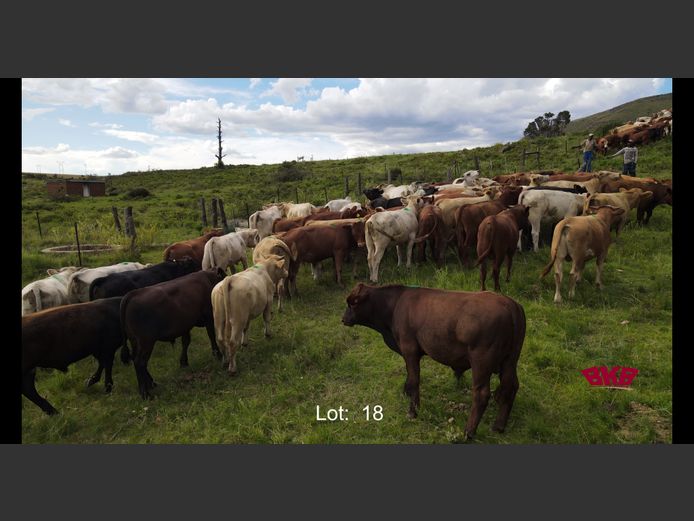 Bul Kalwers 250-300Kg