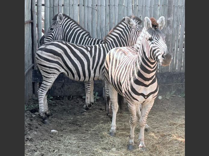Zebra Hingste
