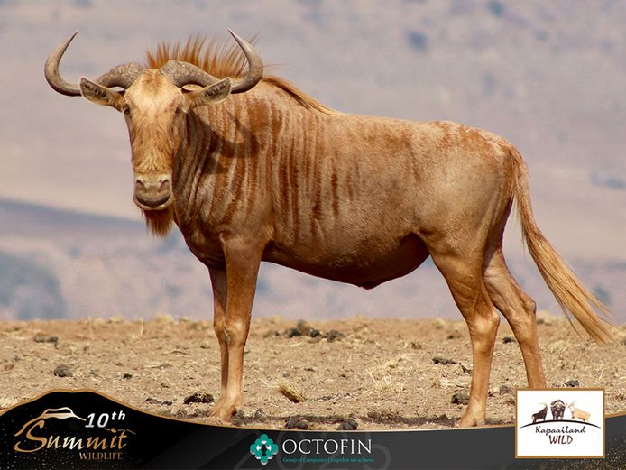 30 3/8" Golden Wildebeest Bull "Mombasa"