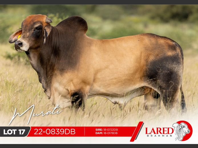 22-0839DB | LARED BRAHMAN
