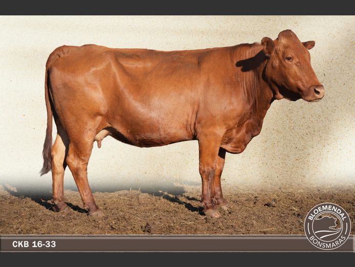 CKB160033 | CHRIS KRUGELL BLOEMENDAL