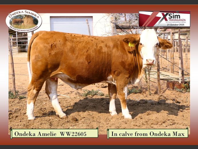 WW22605 | ONDEKA SIMBRA