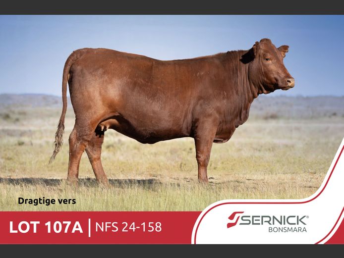 NFS 240158 | SERNICK BONSMARA STOET