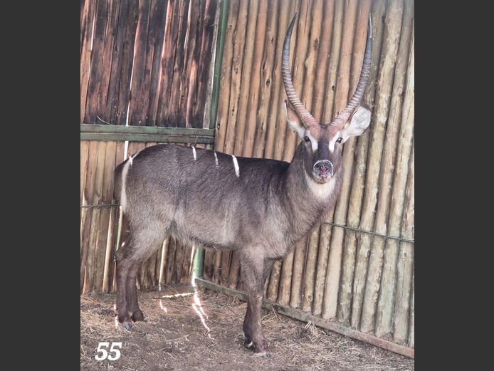 WATERBOK | AMANZI PRIVATE GAME RESERVE