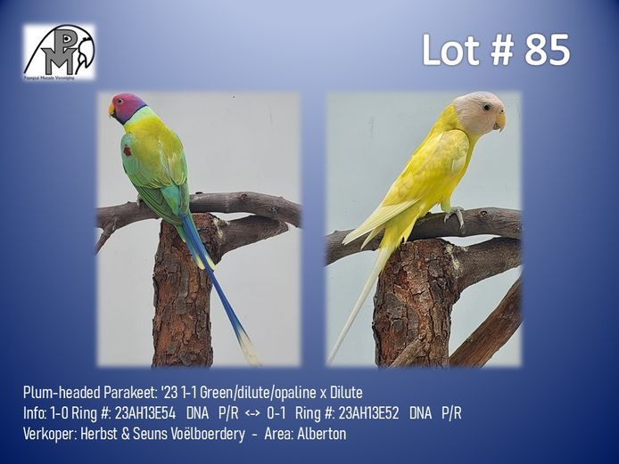 1-1 '23 Plum-headed Parakeet: Green/dilute/opaline x Dilute - Herbst & Seuns Voëlboerdery
