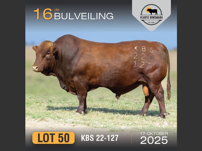KBS 220127 | KAMEELDORING BONSMARA