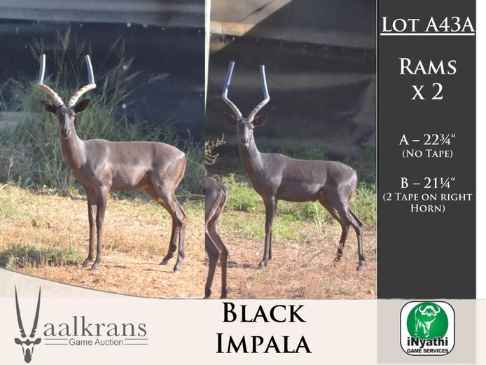 Black Impala Rams