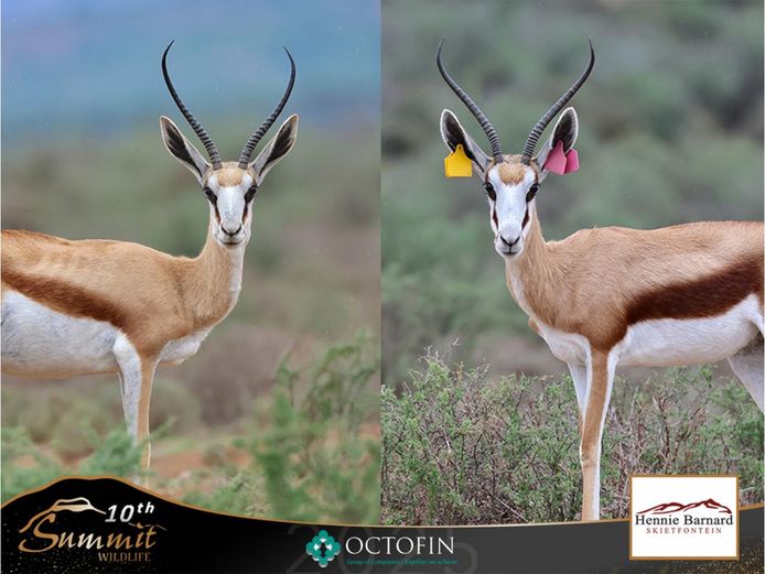 13"+ Springbok Ewes running with 19 3/8" Raptor	