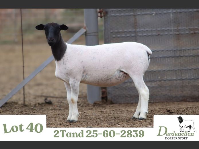 2560 | DARDANELLEN DORPERS