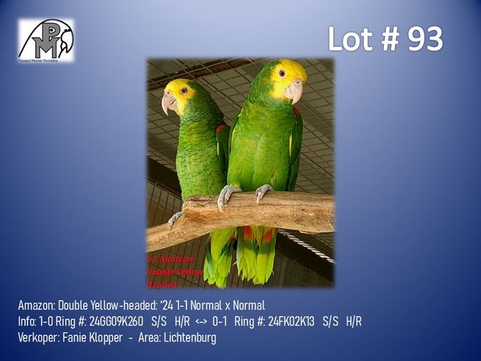 1-1 '24 Amazon: Double Yellow-headed: Normal x Normal - Fanie Klopper