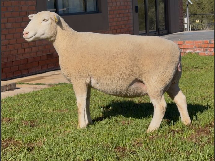 DH220132 | HEYMAN STUD FARM PTY LTD