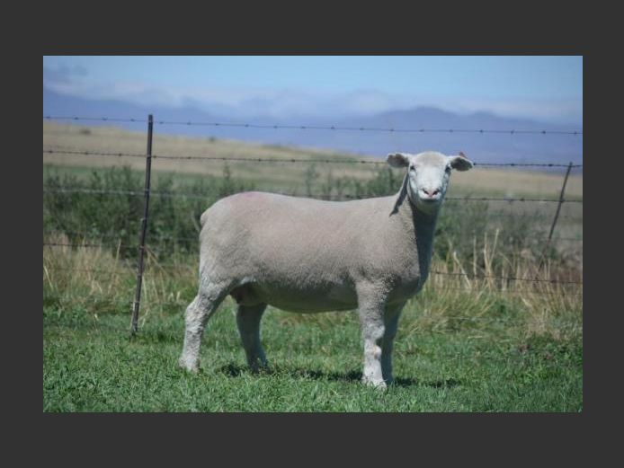 T 240559 | TWEE BROERS DORMER STOET