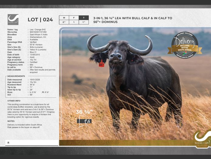 Buffalo | Woody Cape Wildlife (Pty) Ltd