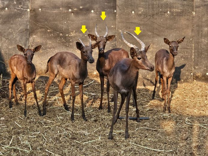 BLACK IMPALA | NADA GAME