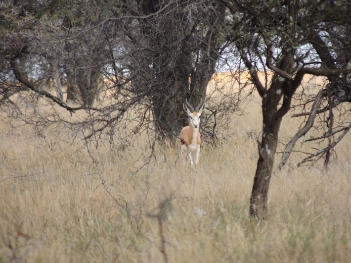 SPRINGBOK RAMME