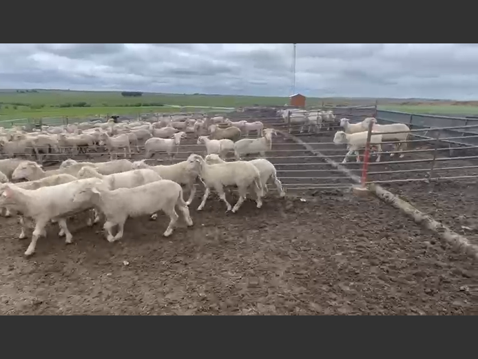 DOHNE/ MERINO VETLAMMERS