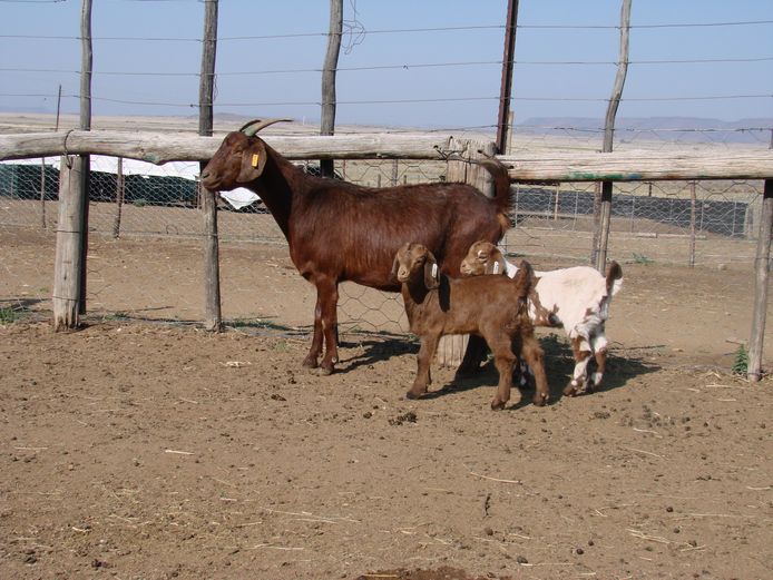 SW20-121 | SW & MJ Van Der Walt, Gelykfontein Stud