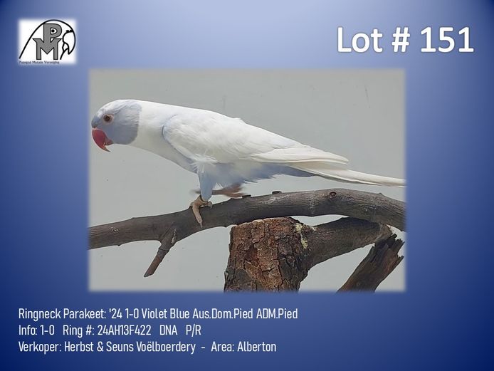 1-0 '24 Ringneck Parakeet: Violet Blue Aus.Dom.Pied ADM.Pied - Herbst & Seuns Voëlboerdery