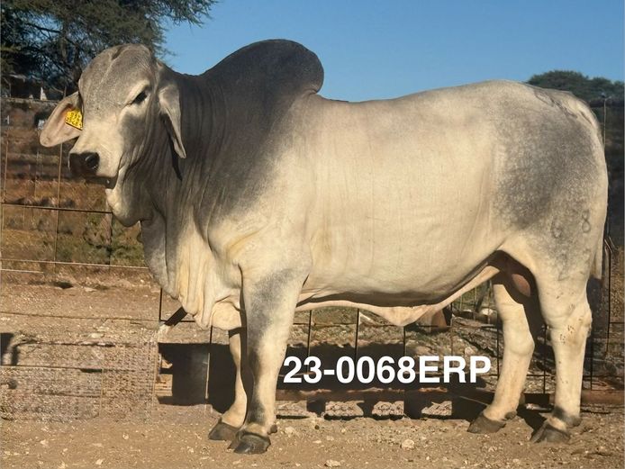 23-0068ERP | HARROBI BRAHMAN