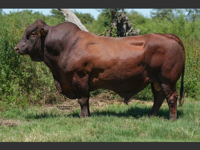 ABB 220176 | THUSO GRAAN EDMS BPK