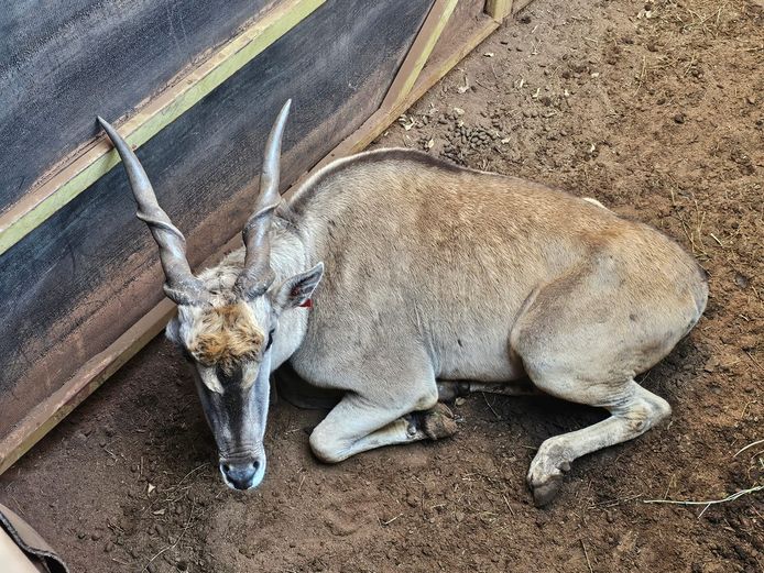 ELAND | KRUISRIVIER